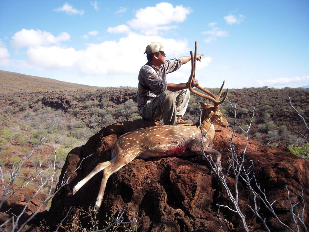 Lanai Hunting Axis Deer And Mouflon Ram Story by 2good2 Photobucket